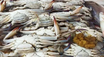 تحديثات أسعار الأسماك في سوق العبور عقب انخفاض قيمة الكابوريا اليوم